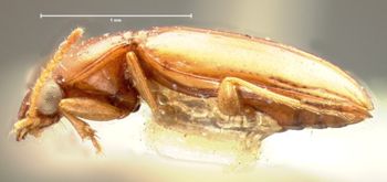 Media type: image;   Entomology 5584 Aspect: habitus lateral view